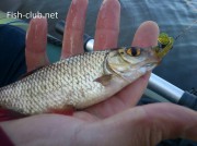 ��������� �������� ��� ���������� Crazy Fish Wibro Worm