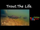Trout. The Life: подводные съёмки поведения форели