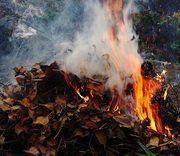 Административная ответственность за сжигание сухой травы