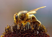 День пчеловода Украины