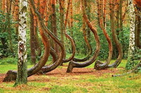 Кривой лес - уникальное явление природы