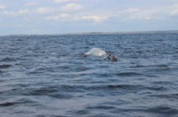 Найдены лодка и тело рыбака на Киевском водохранилище