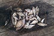 Результат фидерной рыбалки на Голубых озёрах