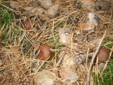 Польские грибы словно каштаны на мху