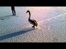 Спасение лебедя на замёрзшем льду Голубого озера в Сумах