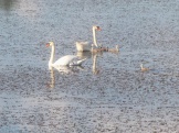 Лебединая пара на заветном озере