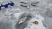 Ловля подлещика и плотвы со льда на мормышку в затоне Артучилища в черте города Сумы на реке Псёл