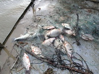 Усиление наказание за незаконный лов рыбы в Украине