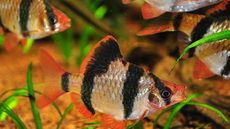 Барбус суматранский: выбираем рыбок для домашнего аквариума