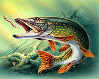 Конкурс "Отчёты о рыбалке по открытой воде 2015" 