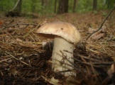 Белый гриб - хач
