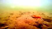 Подводные съёмки работы приманок Microkiller под водой