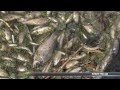 Массовый мор рыбы на Косовщинском водохранилище