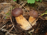Польские грибочки