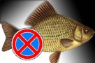 Весенне-летний нерестовый запрет ловли рыбы