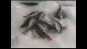 Про запрет ловли рыбы на зимовальных ямах