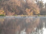 Стая диких кабанов переплывает реку Псёл