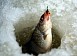Конкурс на лучший отчёт о рыбалке зимы 2013-2014 (завершён)
